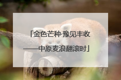 金色芒种·豫见丰收——中原麦浪翻滚时