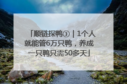 顺链探鸭③｜1个人就能管6万只鸭，养成一只鸭只需50多天