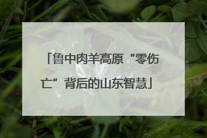 鲁中肉羊高原“零伤亡”背后的山东智慧