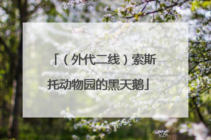 （外代二线）索斯托动物园的黑天鹅